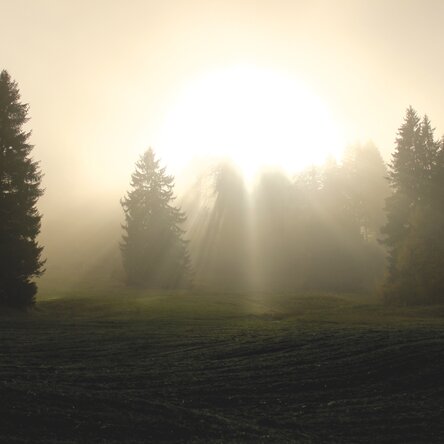 Lichtstrahlen fallen auf eine Waldlichtung